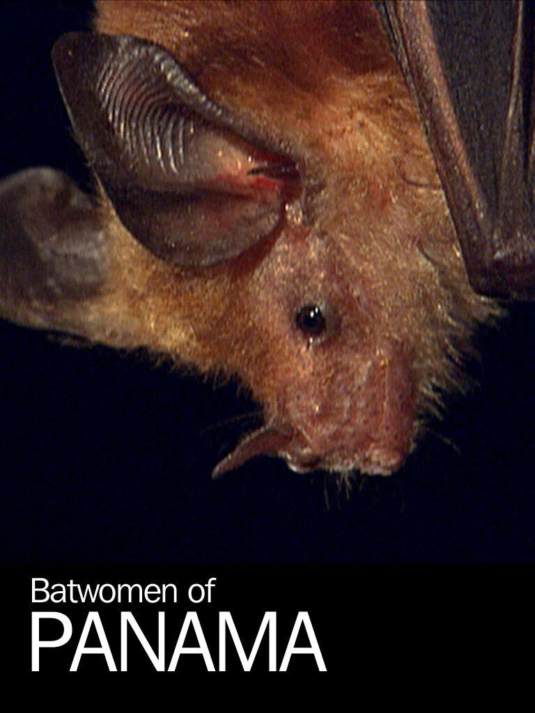 Batwomen of Panama