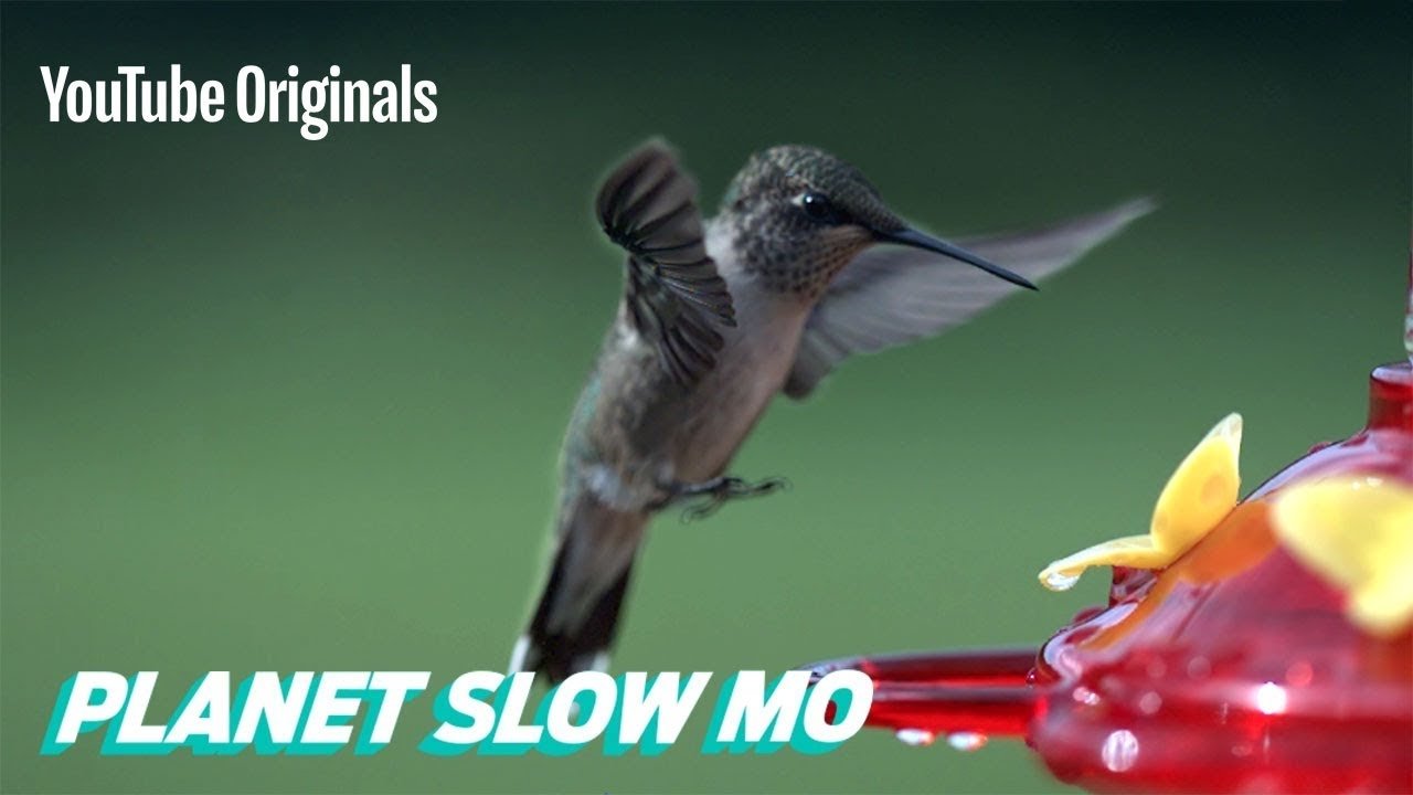 Thumbnail for How Fast Can a Hummingbird Flap? Season 1 Episode 10