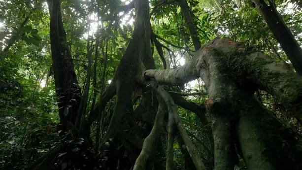 Planeta Selva - Épisode 19