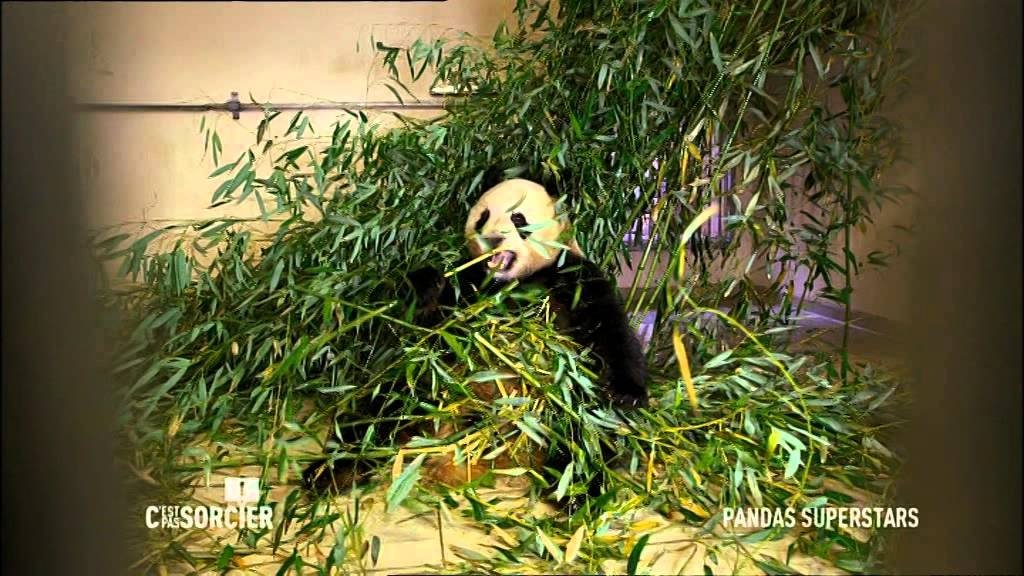 C'est pas sorcier - Pandas : des géants superstar !