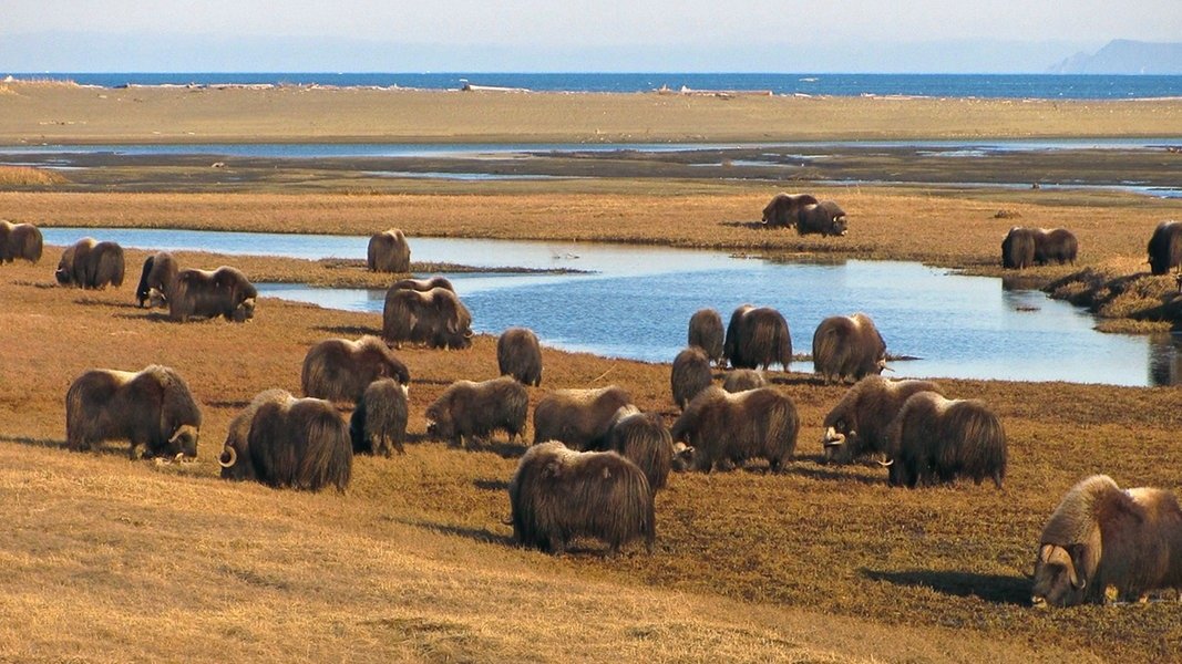 Les parcs nationaux américains - Gates of the Arctic