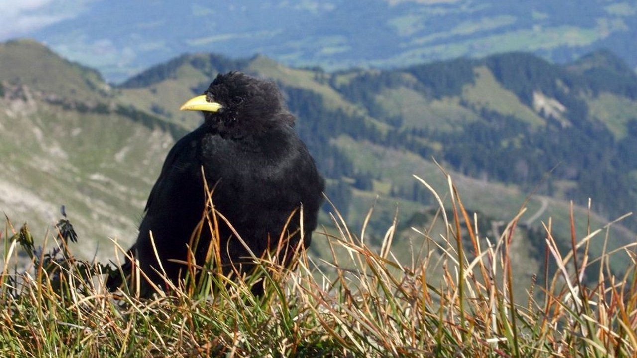 Göttervögel, Galgenvögel - Geschichten von Kolkrabe & Co. (2002)