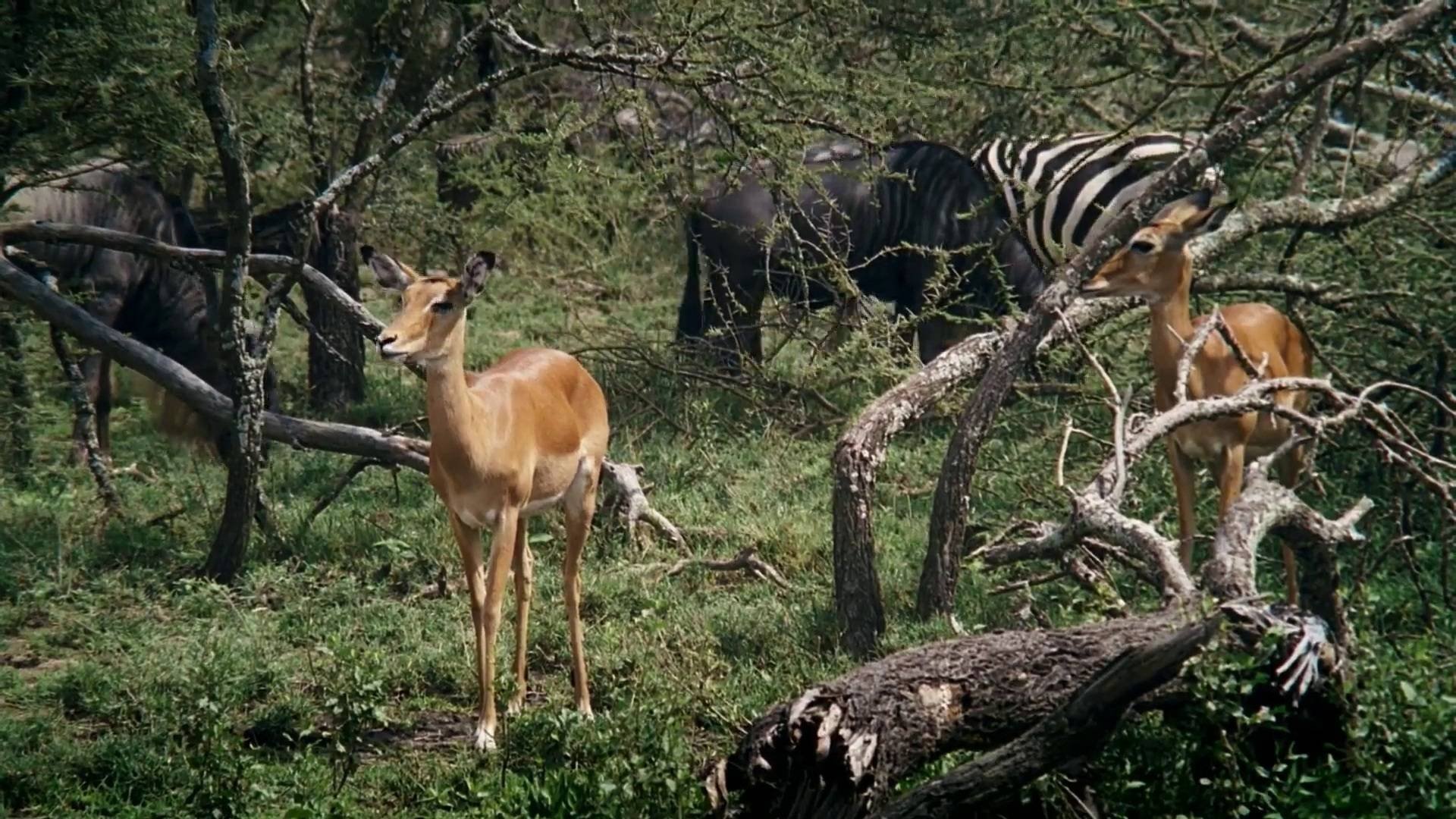 African Bambi - Die wahre 'Bambi Story' (2007)