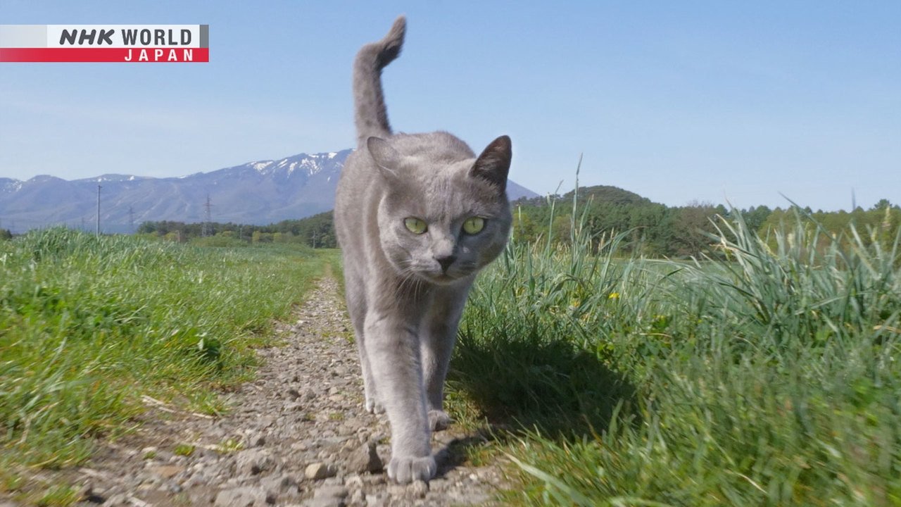 A Cat's-Eye View of Japan - Épisode 18