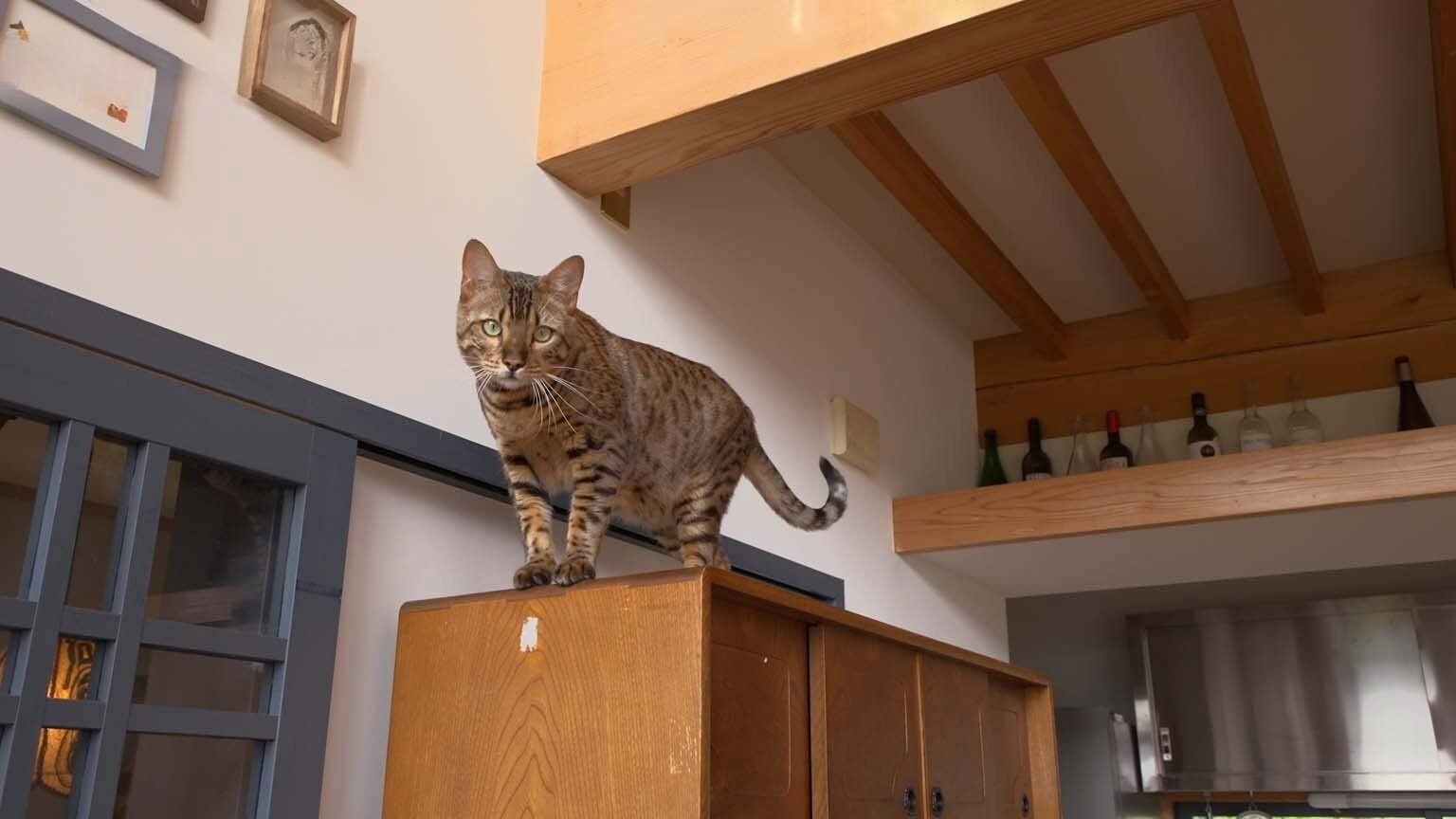A Cat's-Eye View of Japan - Épisode 18