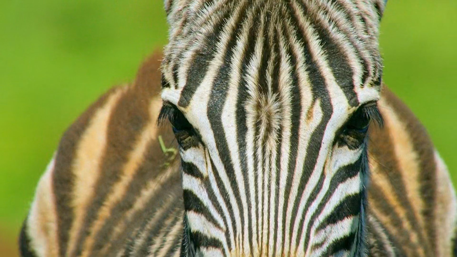 L'Afrique sauvage en quatre saisons - Été