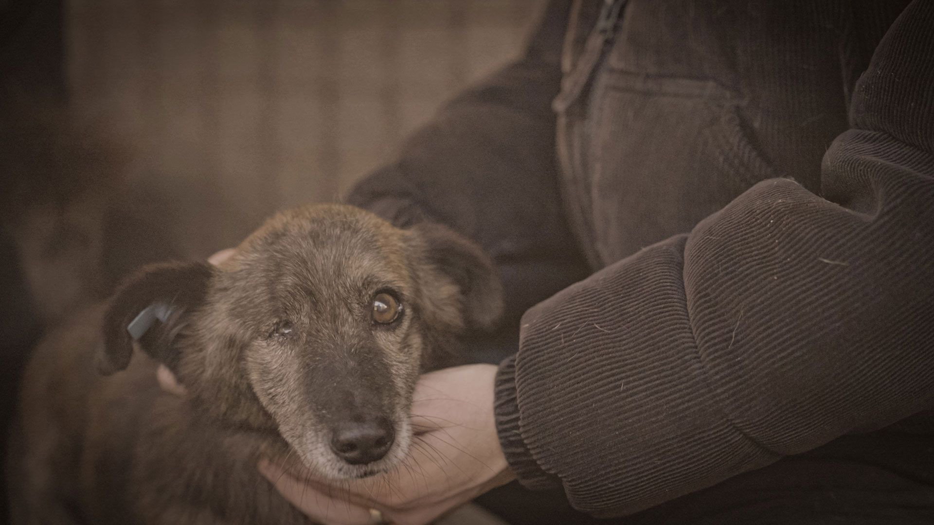 How to kill a puppy and get rich - Die Hunde Mafia