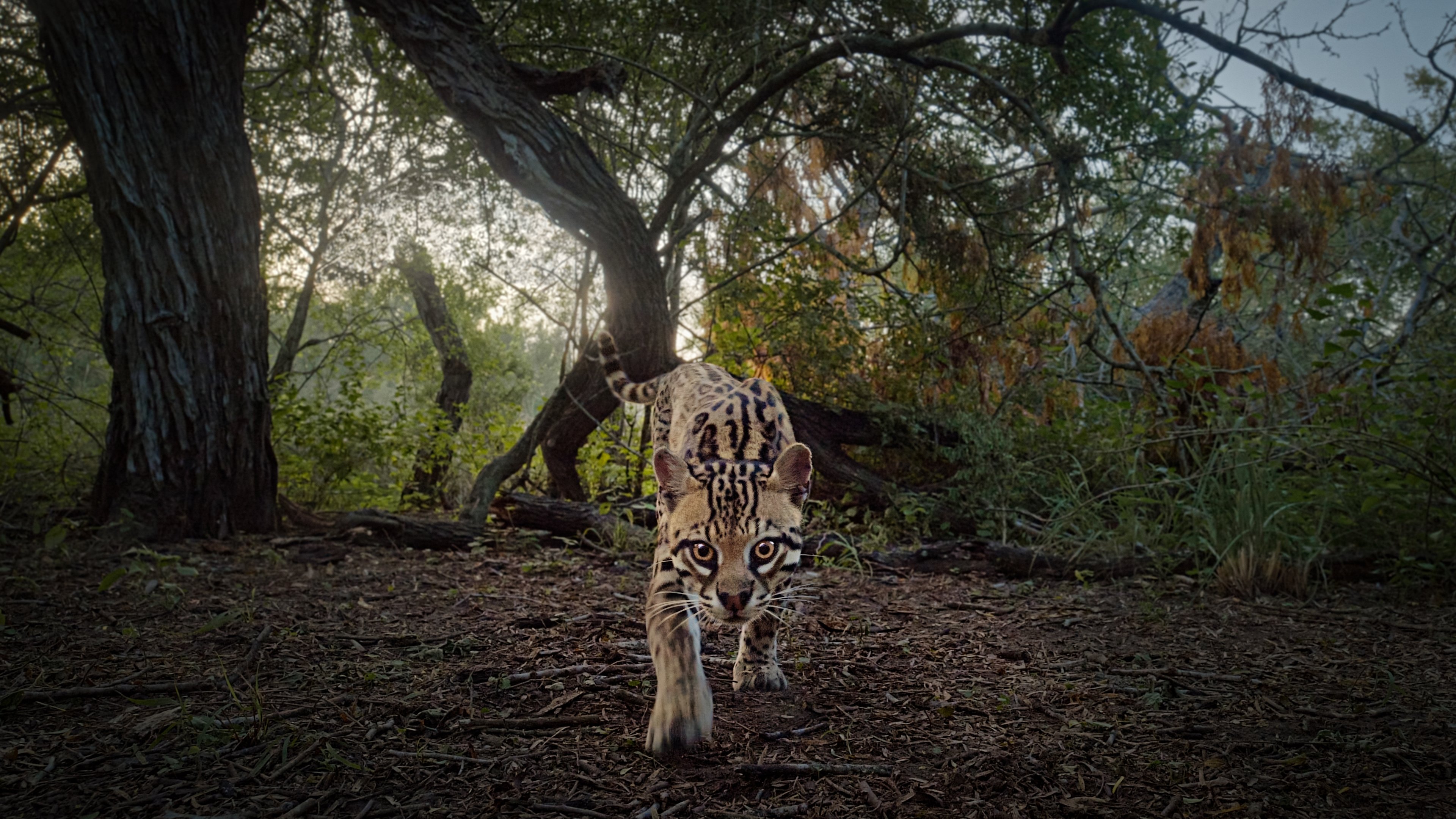 Deep in the Heart: A Texas Wildlife Story