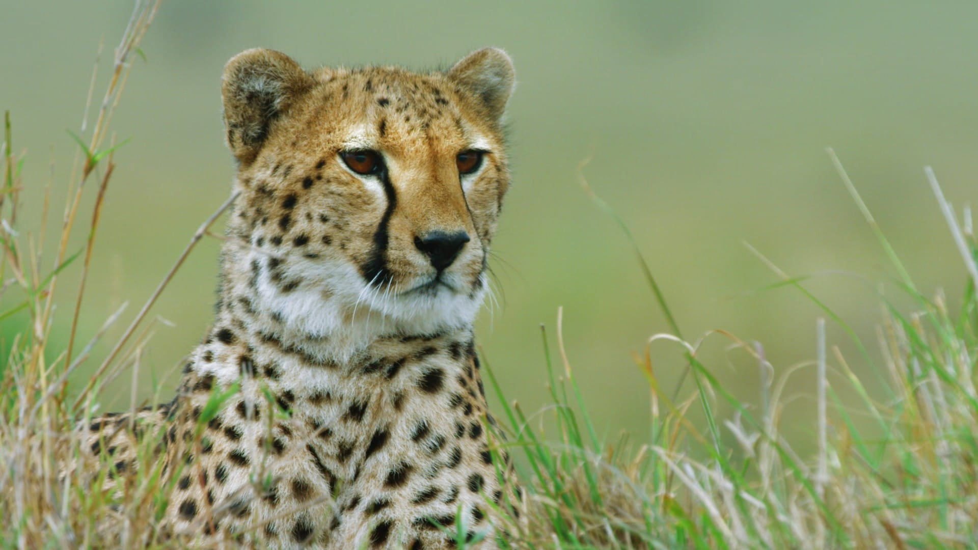 Wild Hunters: Deadly Killers of Africa
