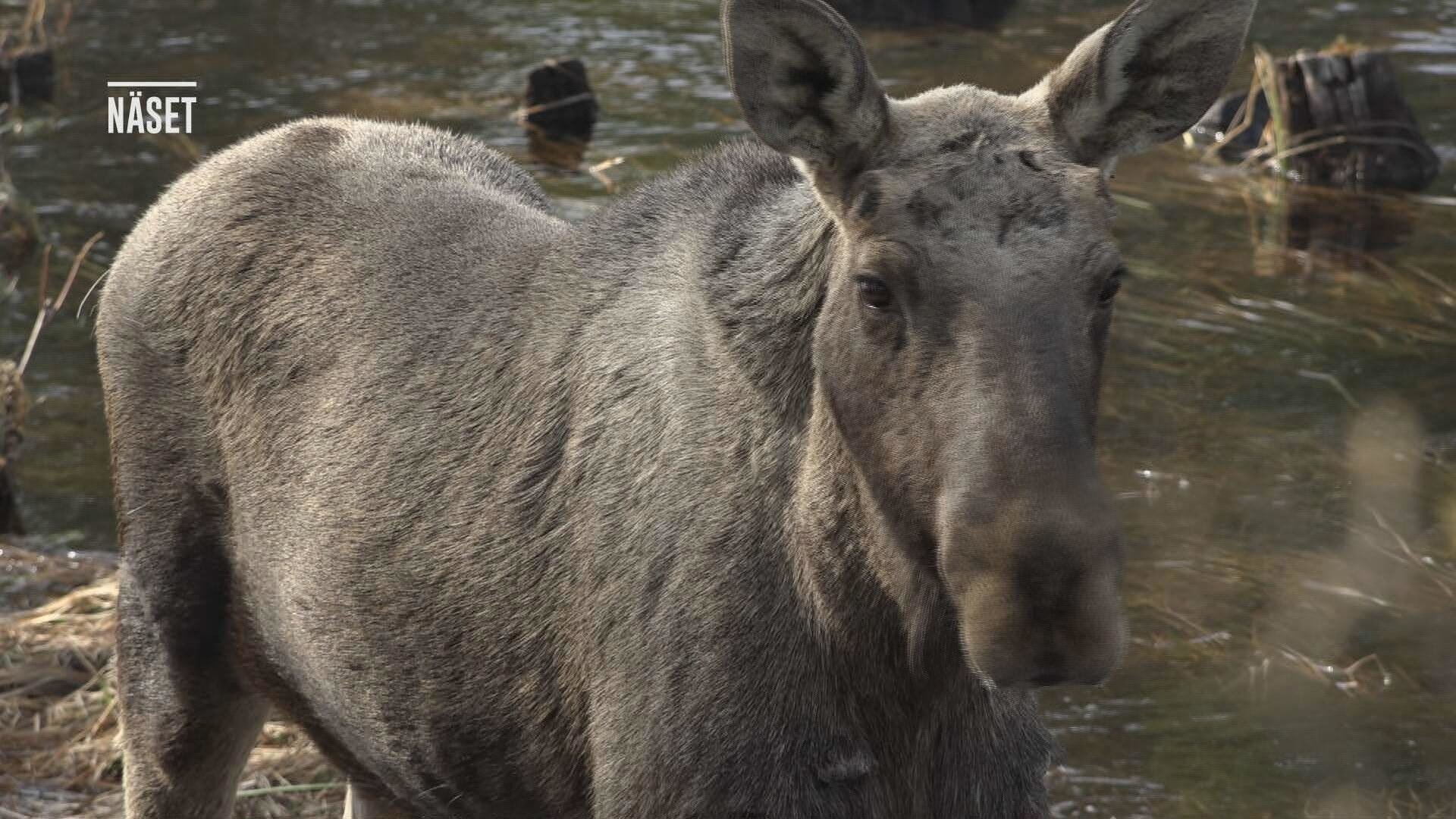 Den stora älgvandringen
