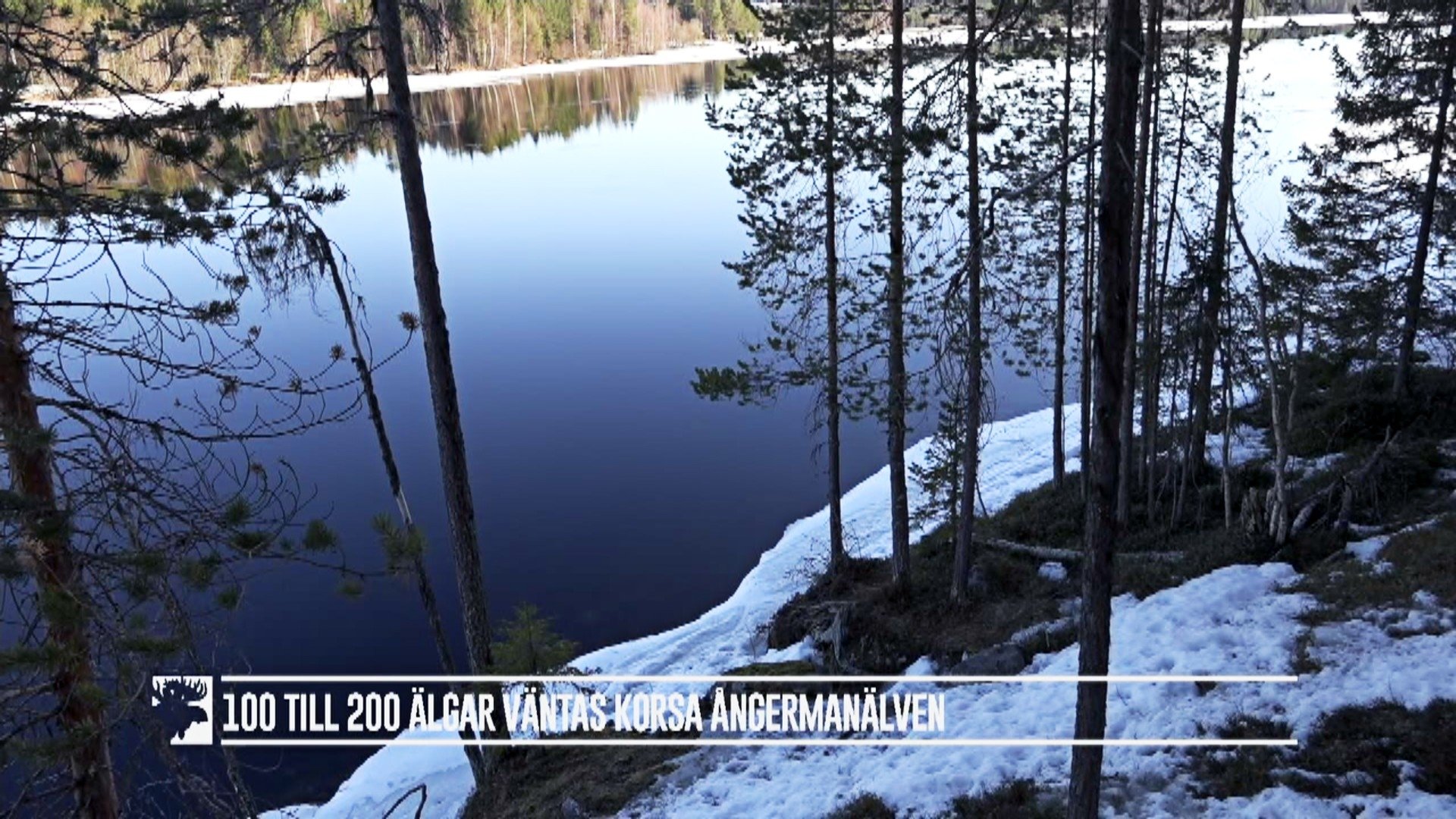 Den stora älgvandringen