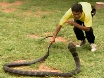 S1E2 · Cobra Town, Amazing Mummies, and Hogzilla
