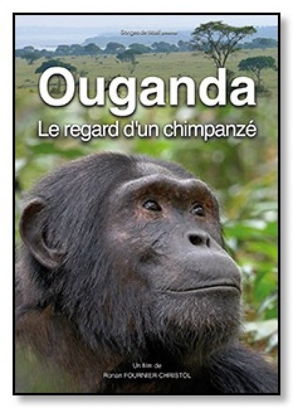 Ouganda, le regard d'un chimpanz&eacute;