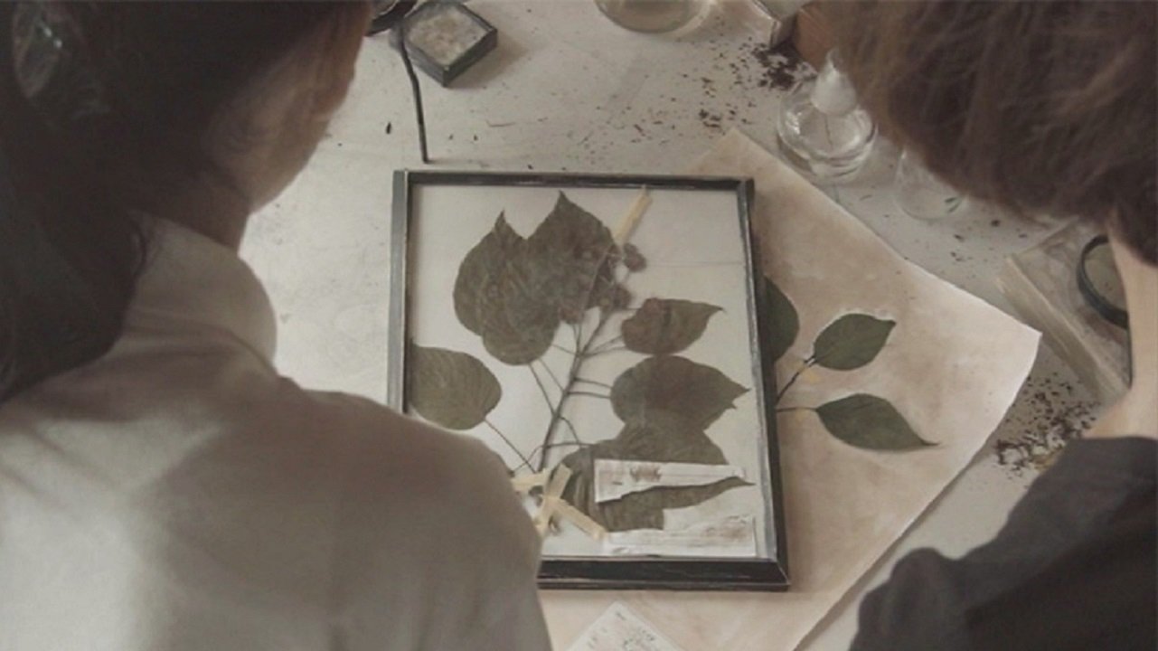 Omura Botanical Specimens (2015)