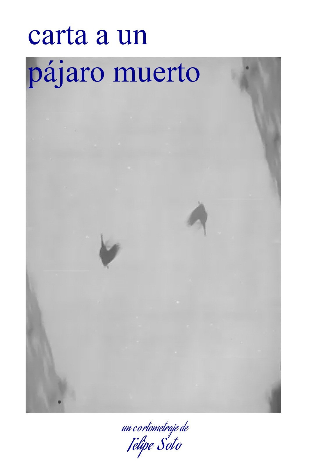 Poster for letter to a dead bird
