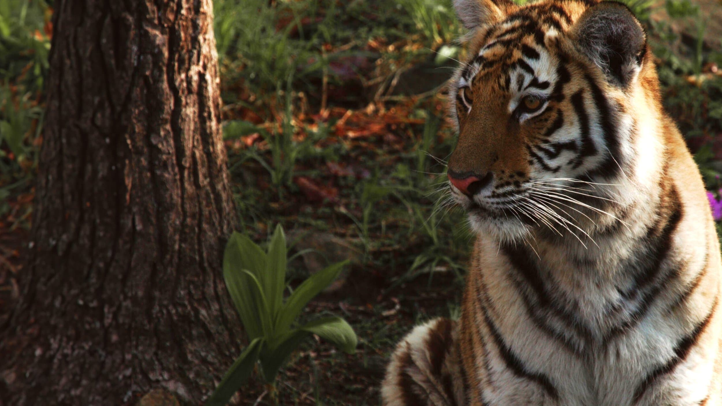 Tigre de Sibérie, seigneur sans frontières (2023)