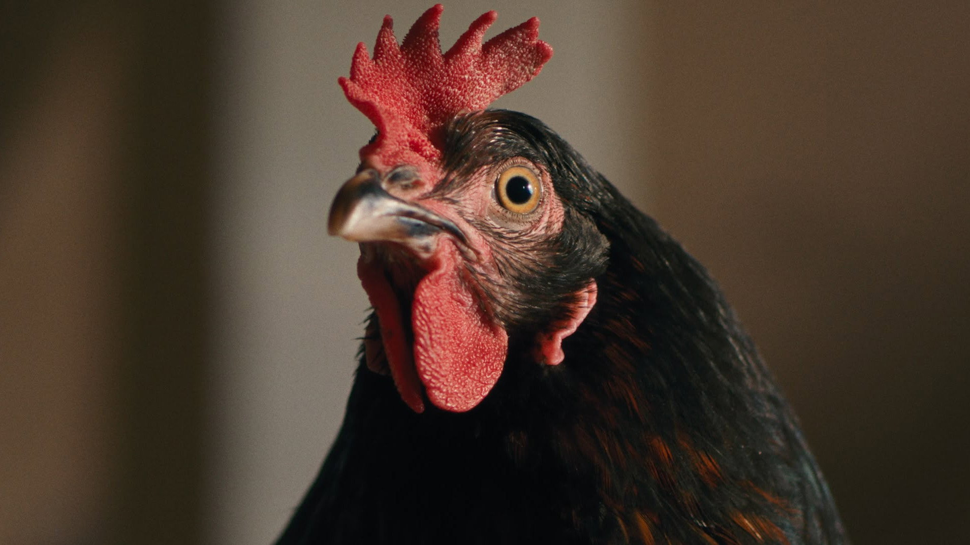Hen (2026) — still 1