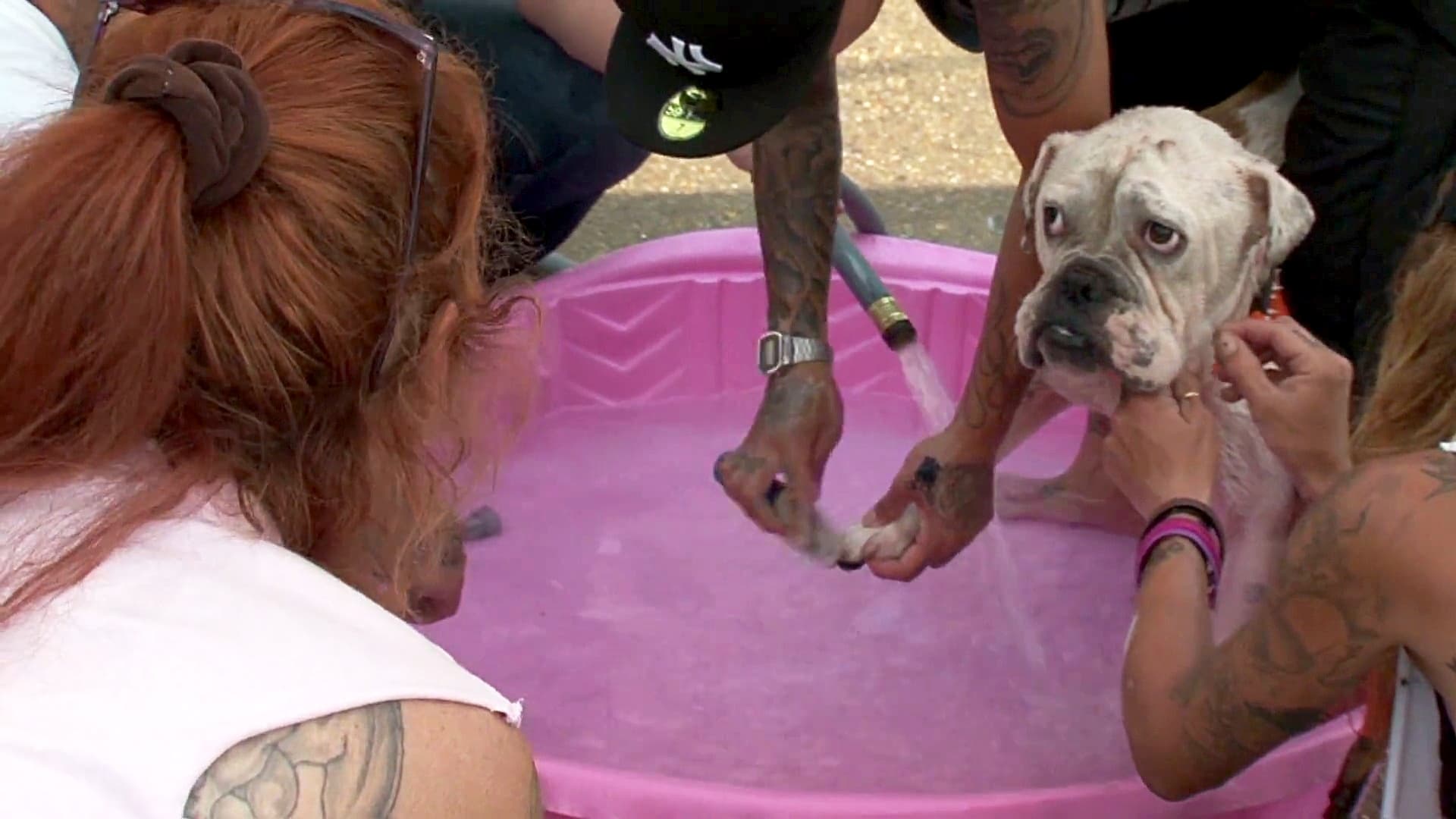Pitbulls et prisonniers - Épisode 9