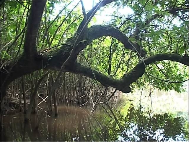 C'est pas sorcier - Mystérieuse mangrove