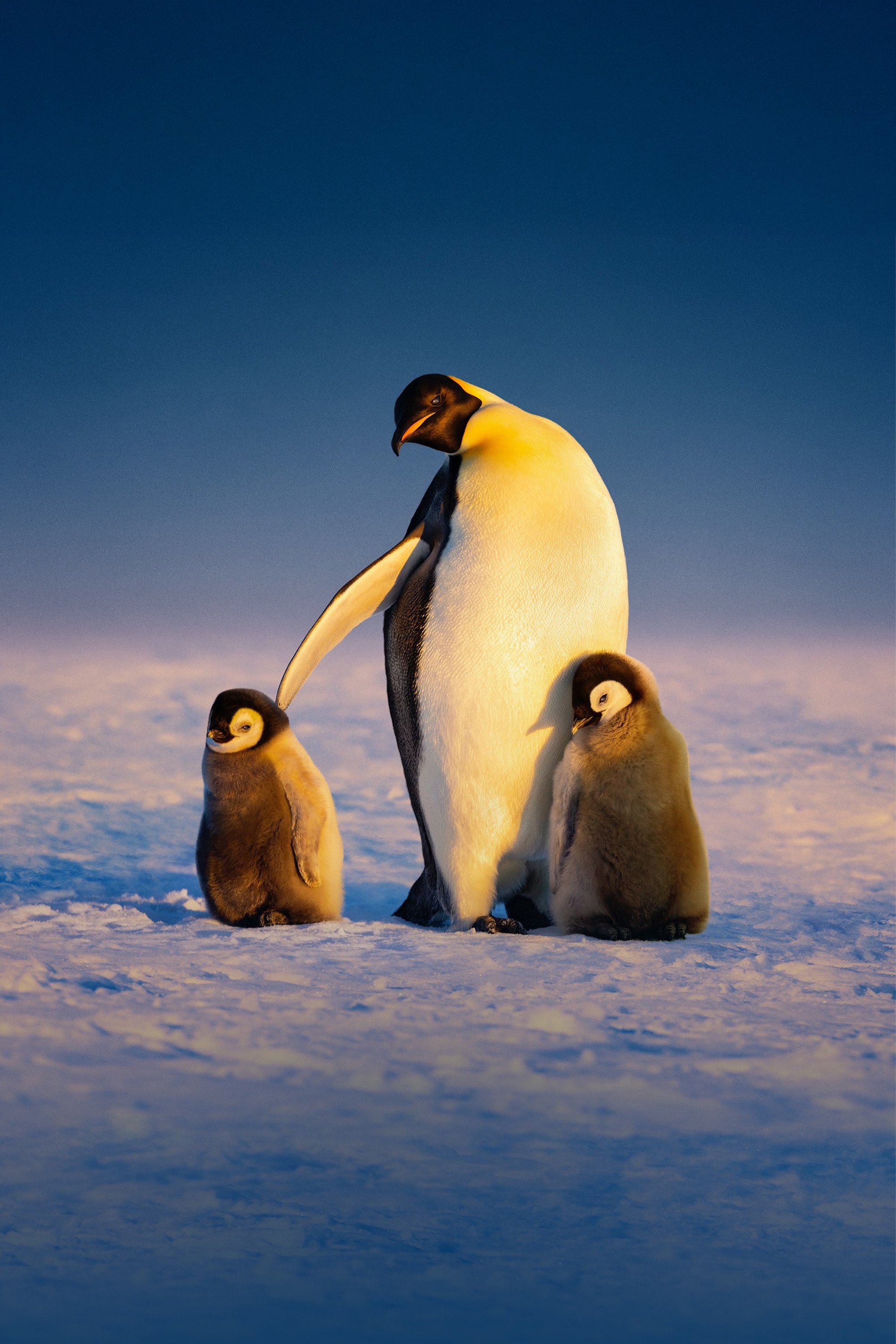 TMDB Image