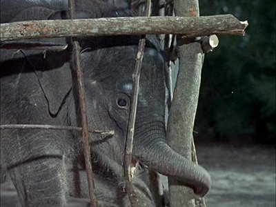 Flipper le dauphin - Flipper et l'éléphant [1/3]