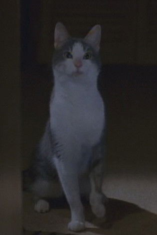 et billede af Bob the Cat