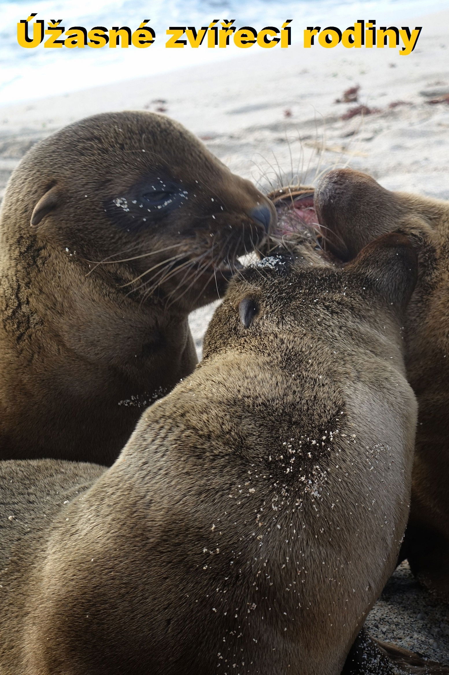 Amazing Animal Families
