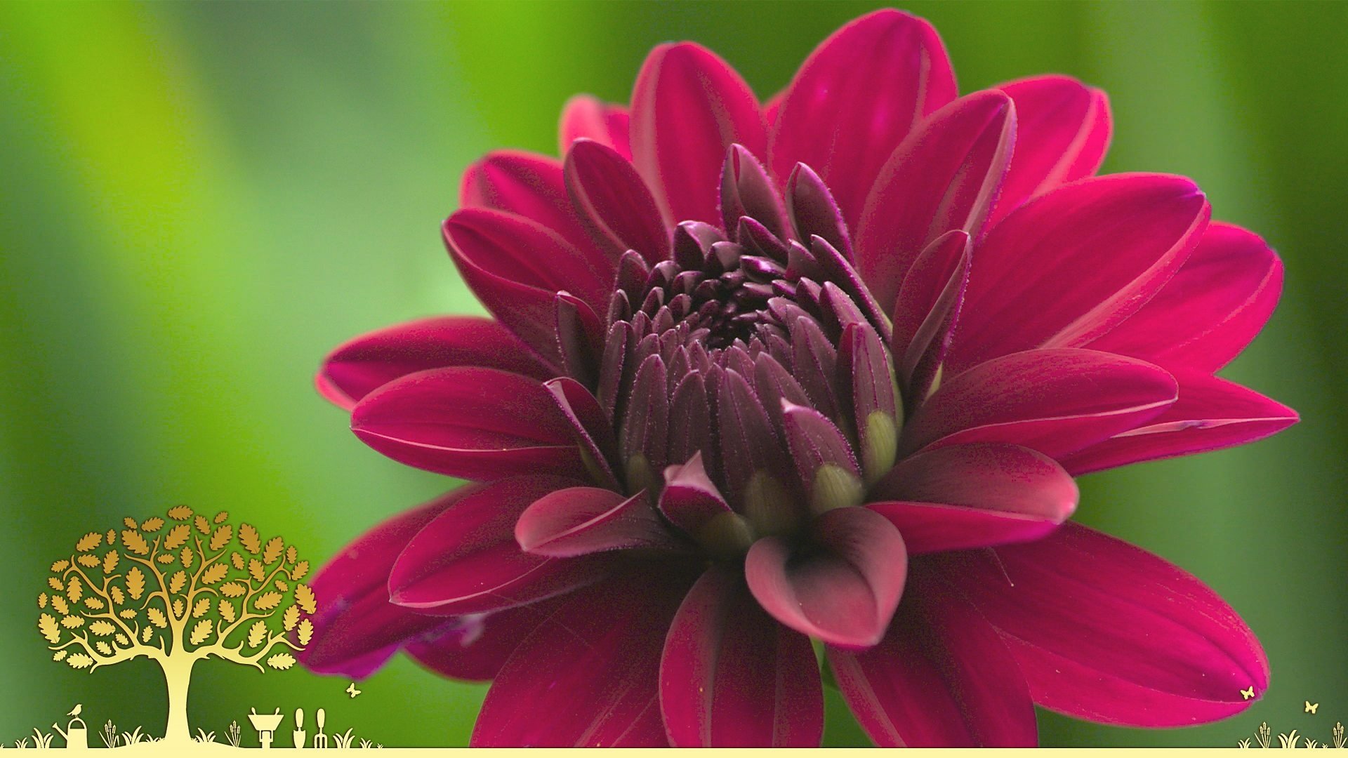 Gardeners' World 0x28