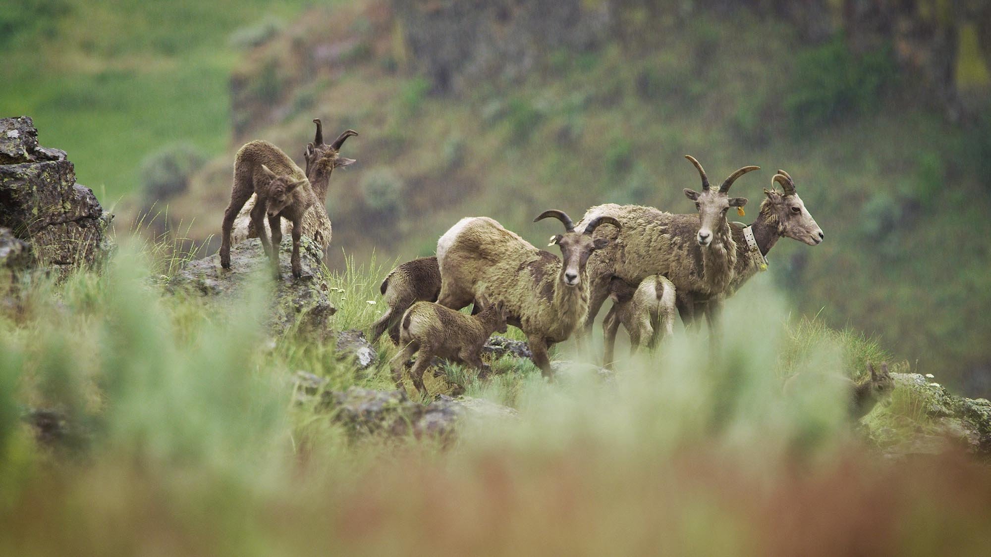 Wild & Wool