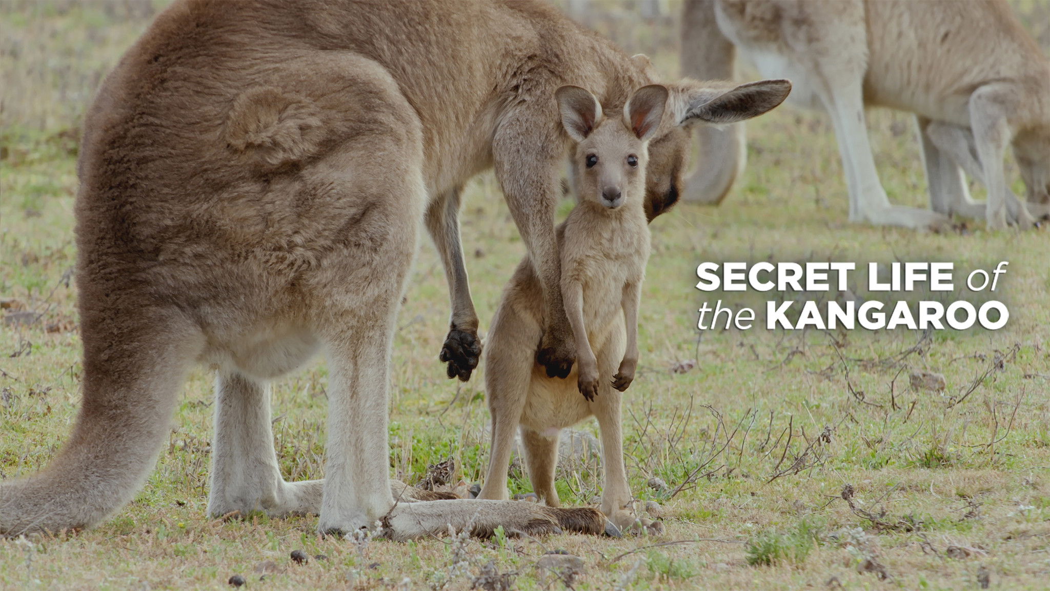 Secret Life of the Kangaroo - Season 1