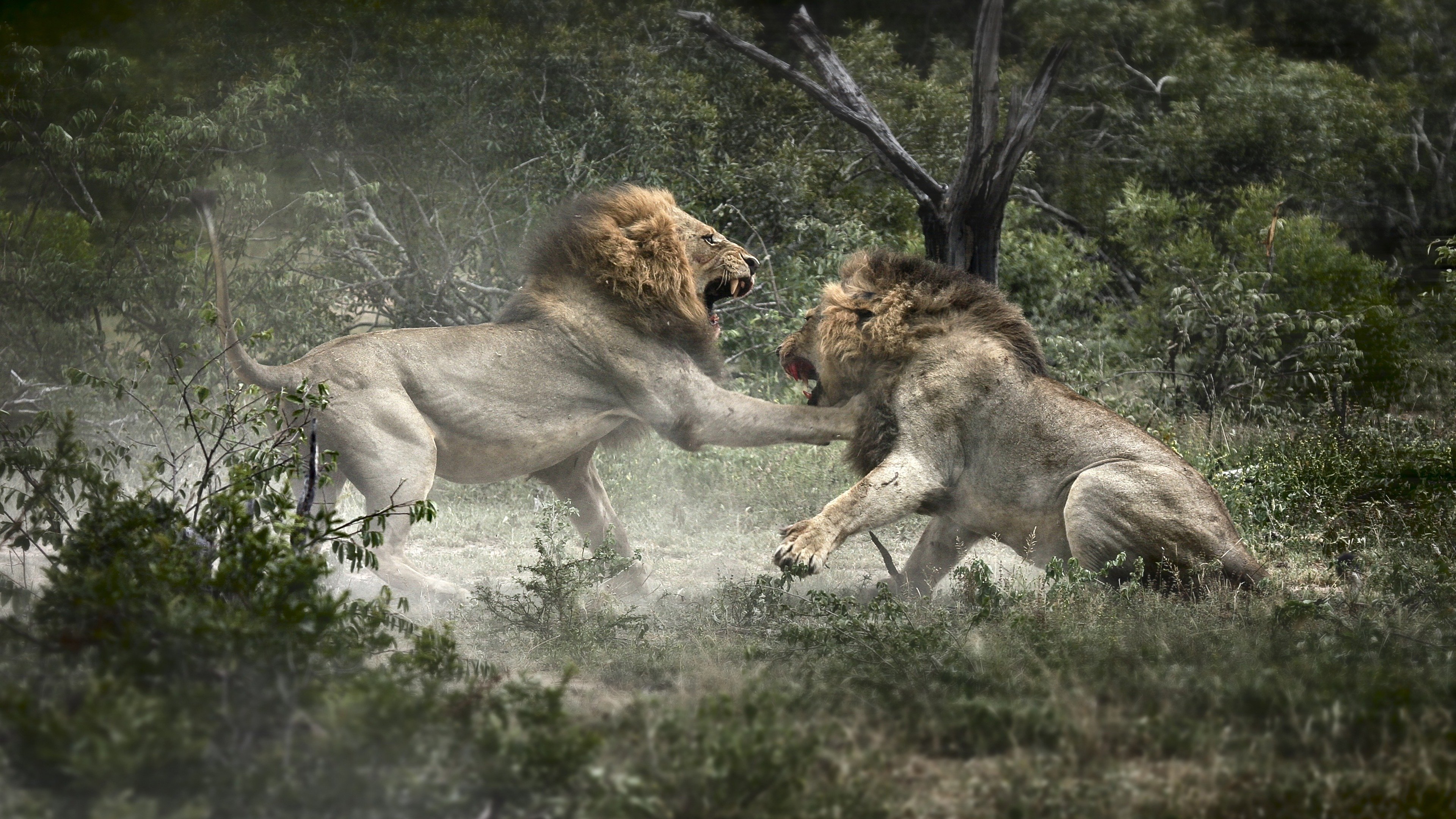 Brothers in Blood: The Lions of Sabi Sand