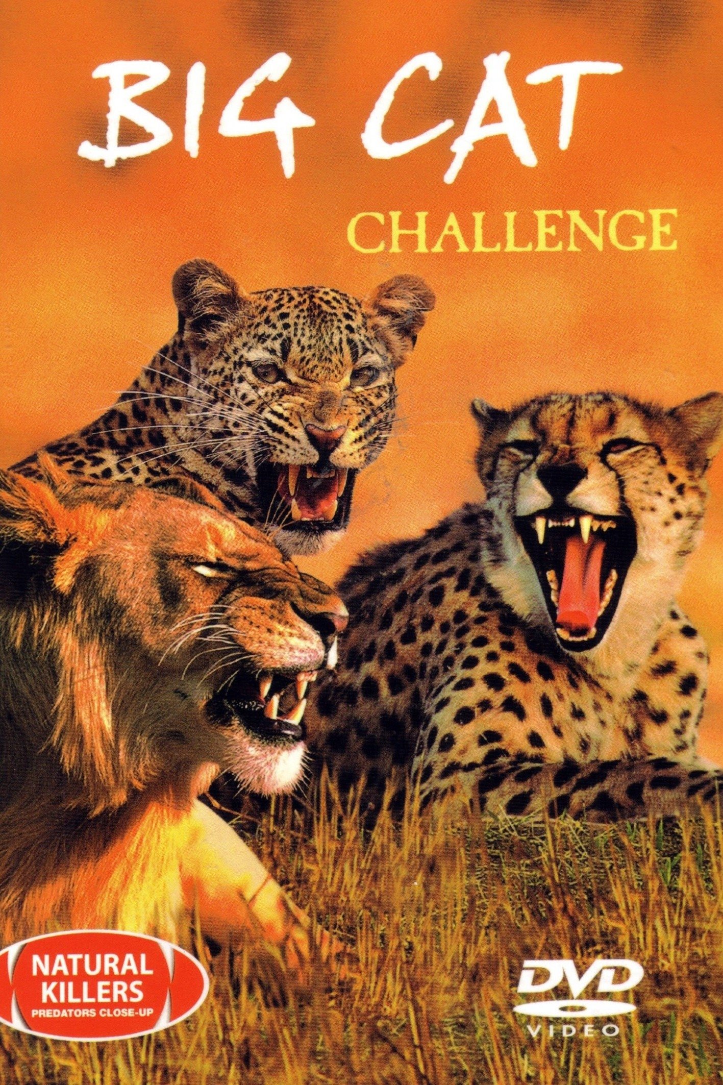 Big Cat Challenge