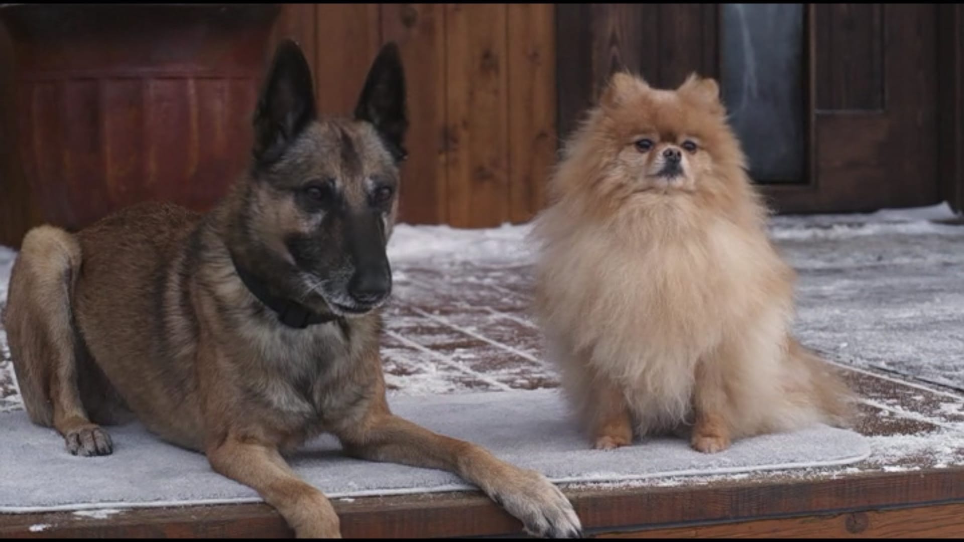 Step Dogs (2013)