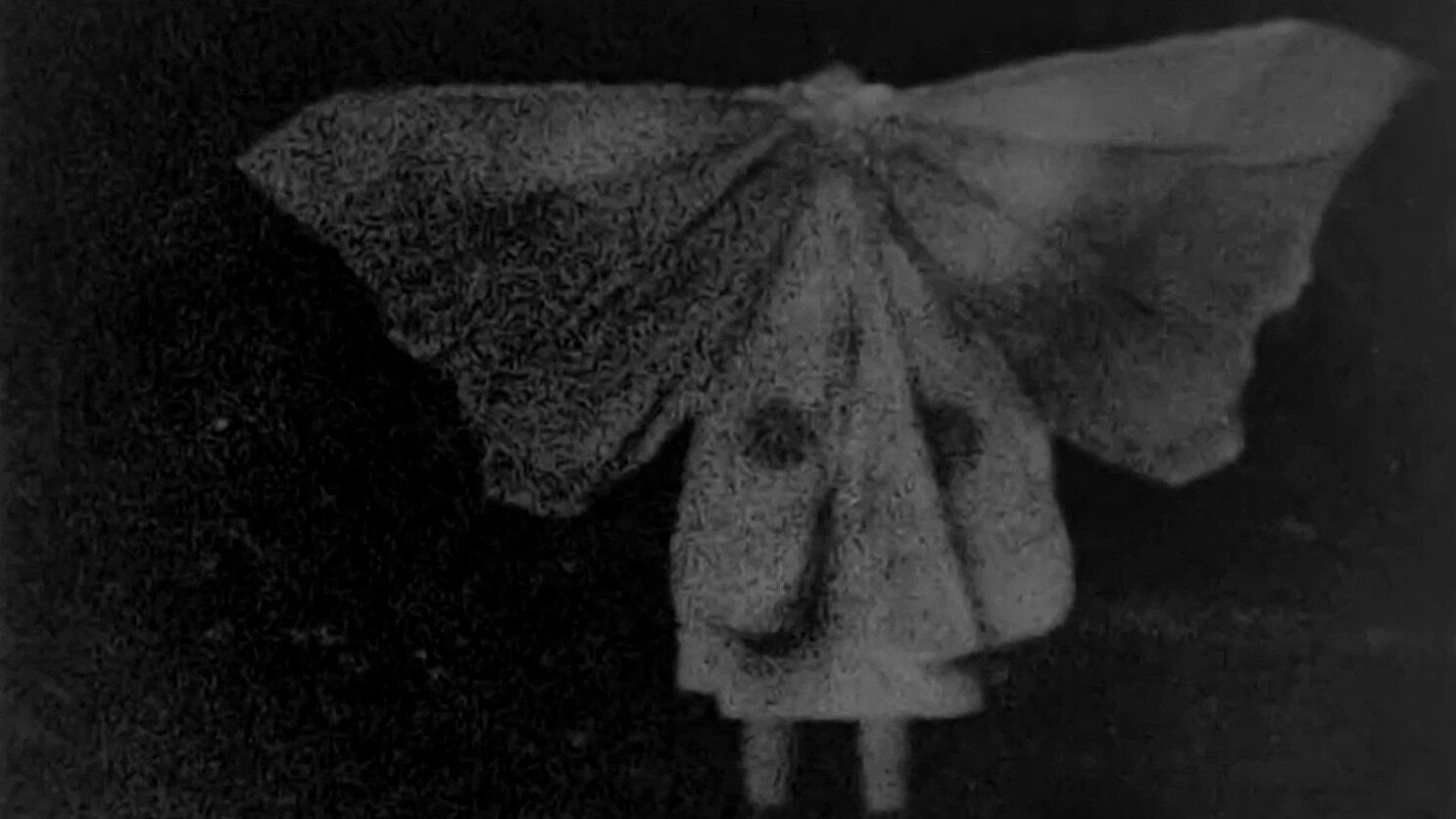 Moth Wood (2026)