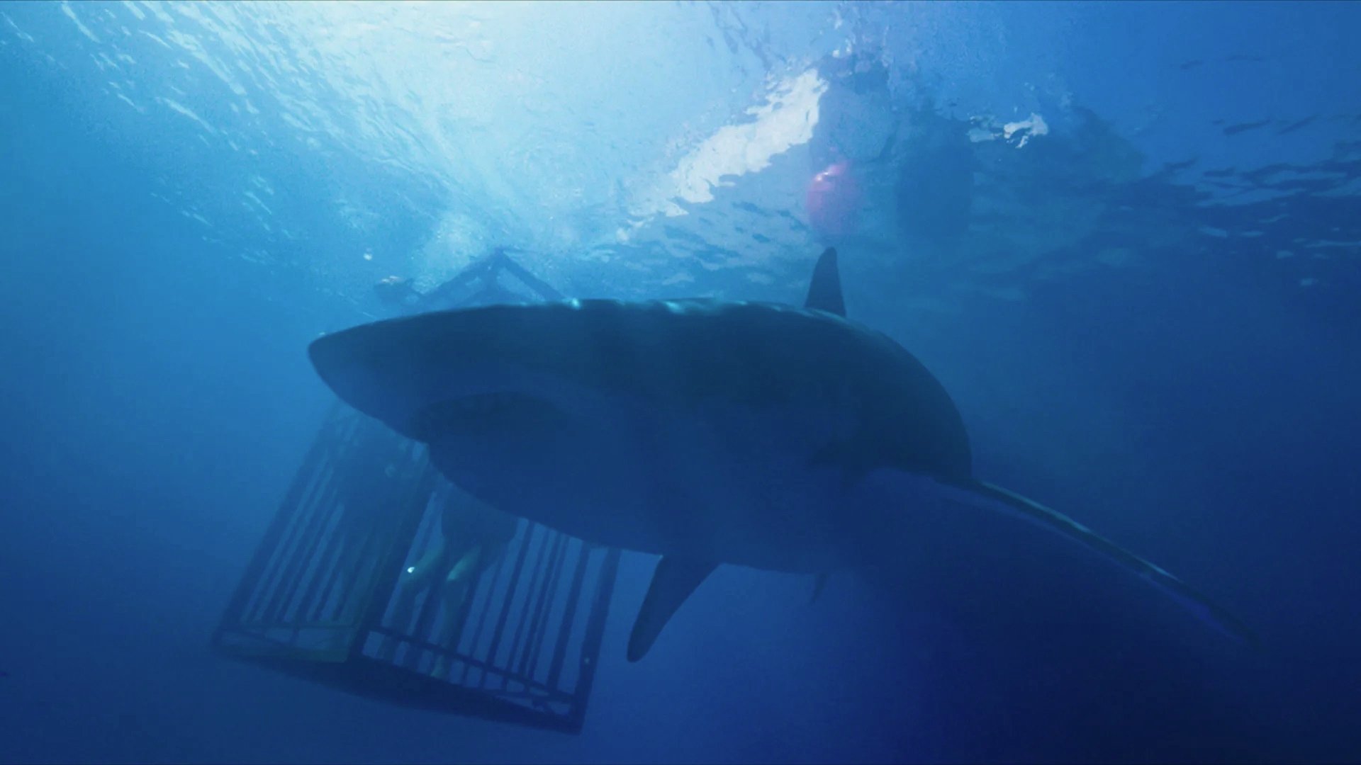 47 Meters Down (2017)