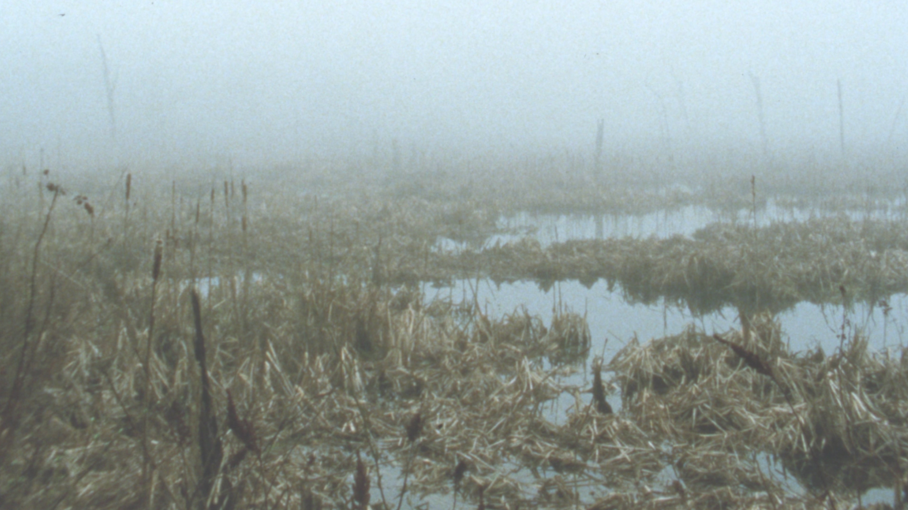 Early Spring Wetlands backdrop