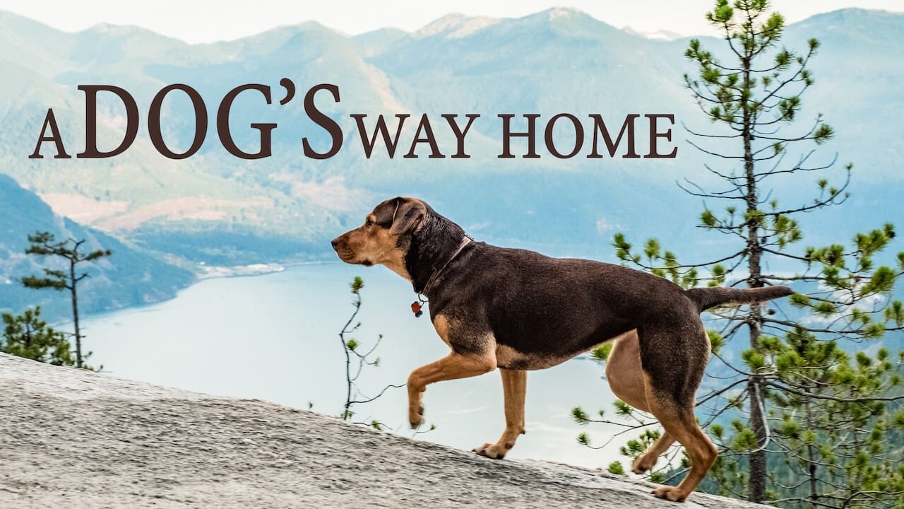 A Dog's Way Home (2019)