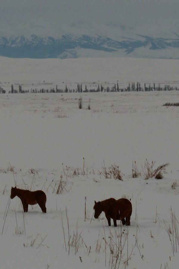 Neither on the Mountain, nor in the Field