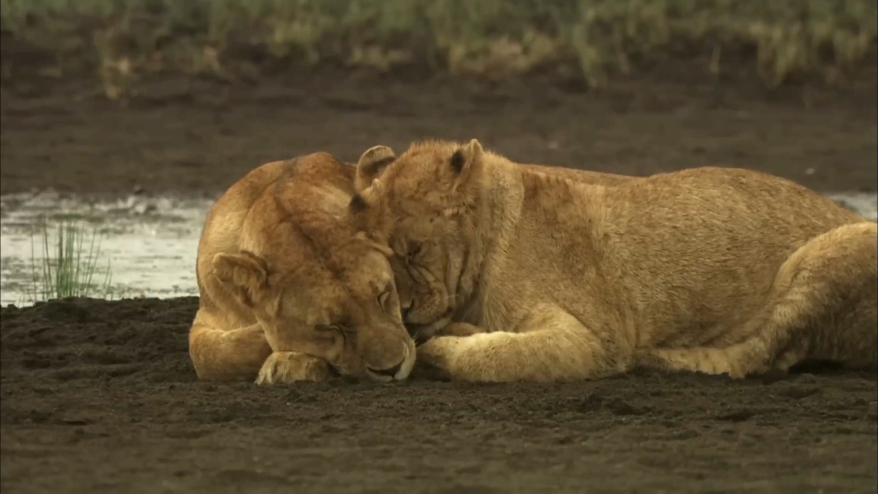 Africa's Predator Zones - Épisode 3