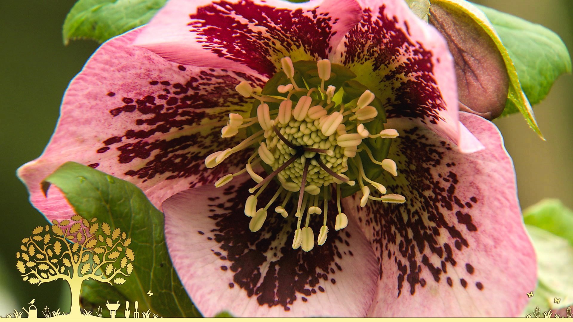 Gardeners' World 56x2