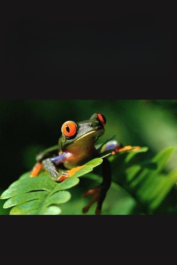 TMDB Image