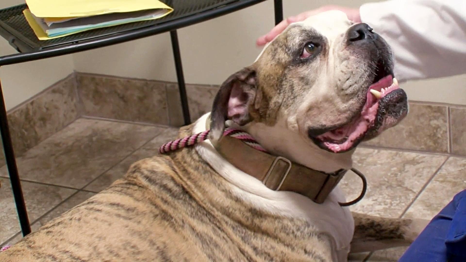 Pitbulls et prisonniers - Épisode 13