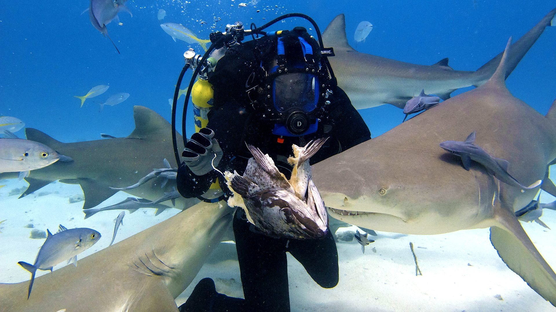 Thumbnail for Shark Special Season 0 Episode 2