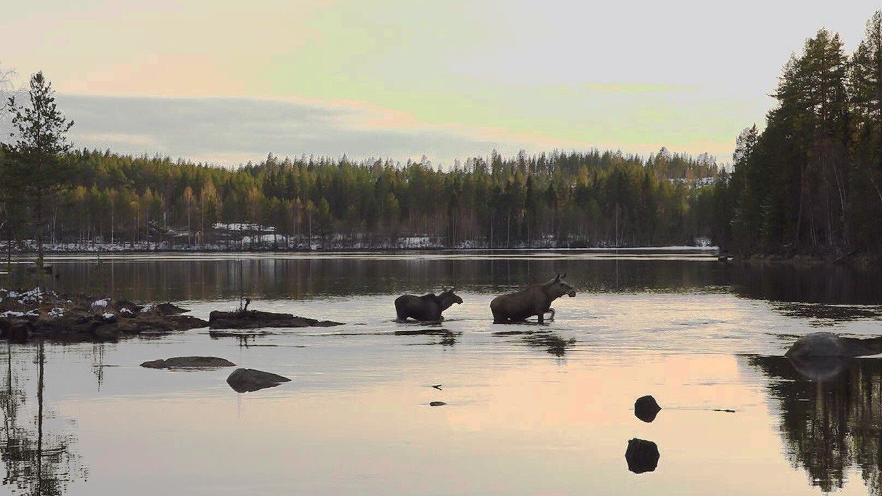 Den stora älgvandringen
