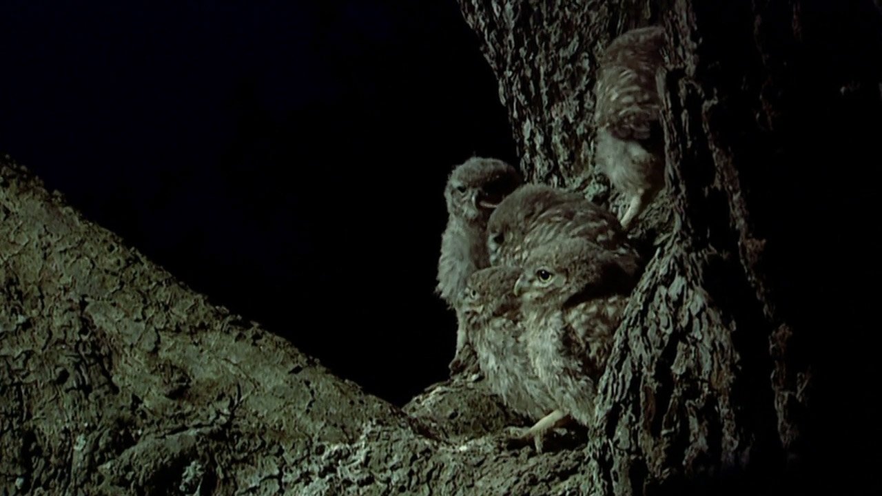 The Owls and the Orchard (2005)