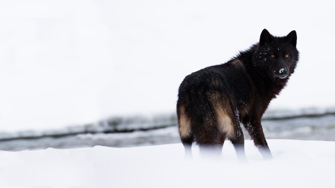 The Rise of Black Wolf (2010)
