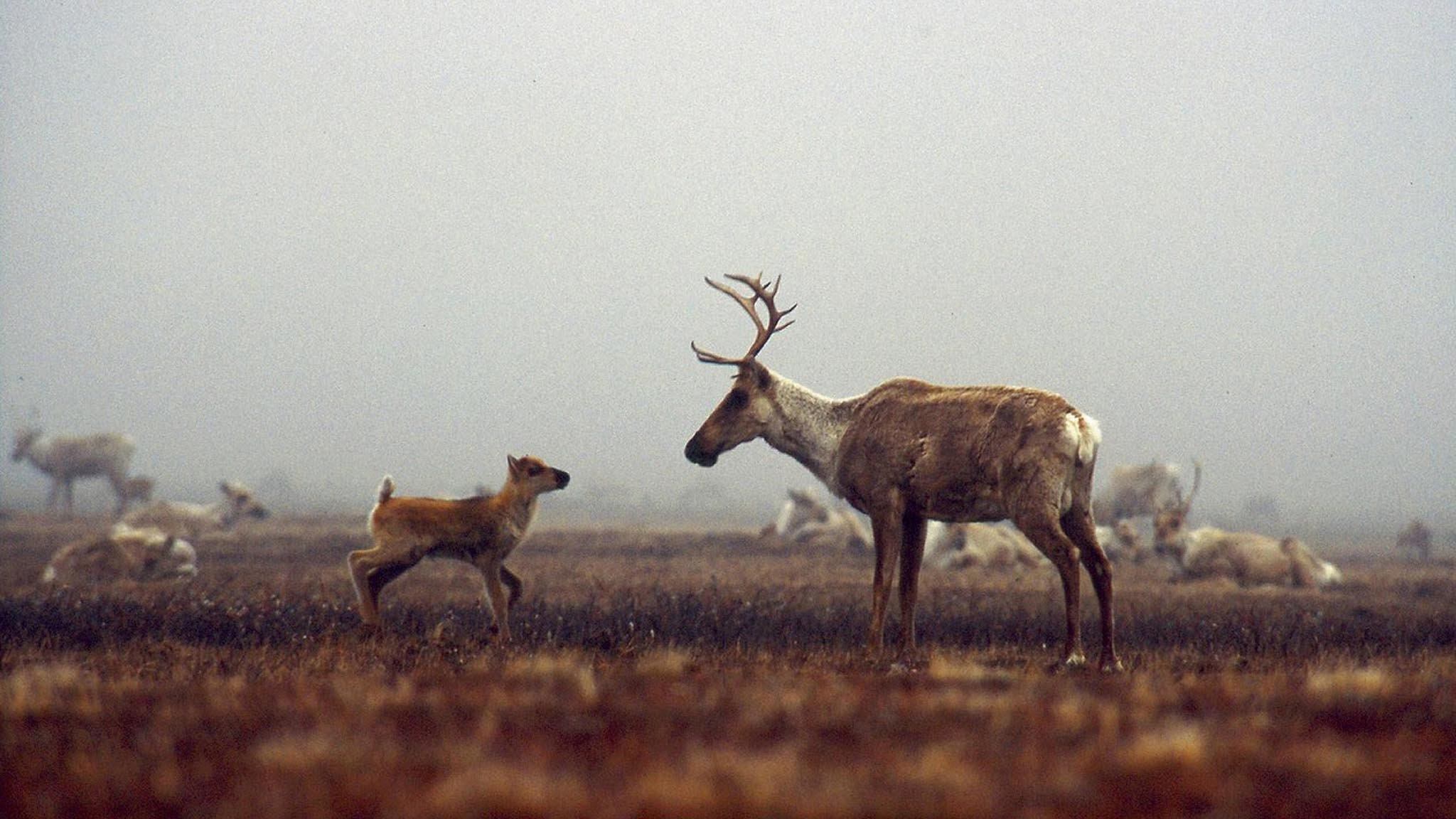 Being Caribou (2005)