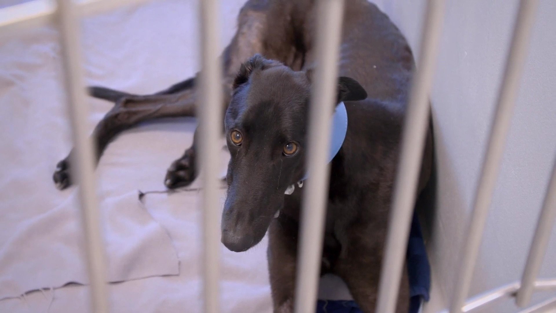 Paul O'Grady, pour l'amour des chiens - Épisode 5