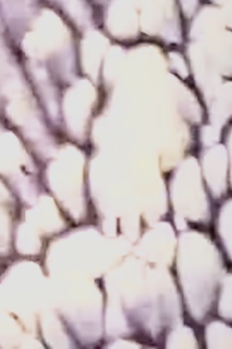 Content cover