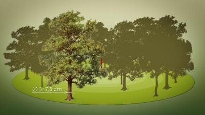 Le Dessous des cartes - Histoire de forêts : la France (1)